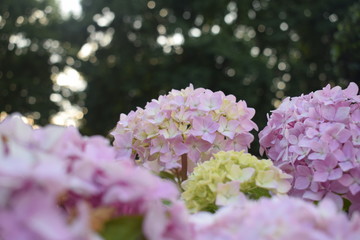 pink and PURPLE lilac