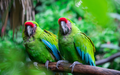 Naklejka na ściany i meble Psittacidae. Scientific name: Amazon commonly called parrots. From the humid tropical forests to the savannah