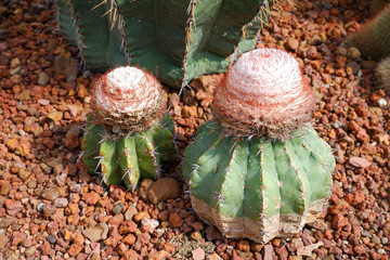 Melocactus bahiensis is called melon cactus.