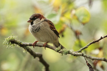 A male house sparrow with breeding plumage sitting on a branch
