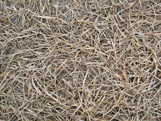 close up of straw texture background, dry bamboo leaf