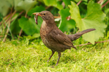 A female blackbird (brown in color; only the male is black) with a worm in her mouth