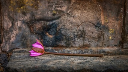 The simple beauty of a single pink water lily placed on a weathered stone step, as a religious offering at an outdoor Buddhist shrine in India.