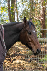 Naklejka premium a couple of horses walking along a fence