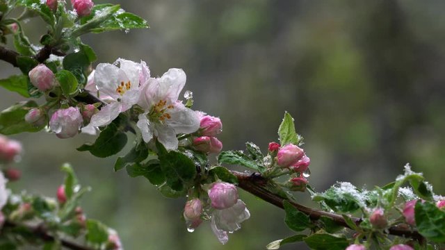 Apple blossoms on the slight breeze and sleet - (4K)