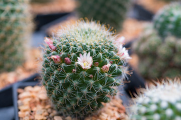 Small cactus in mini pot in the garden