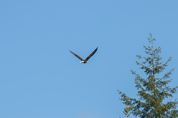 a bald eagle flying away from the camera in blue sky
