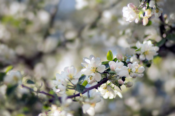 branches of a flowering Apple tree