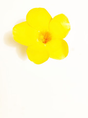 Fototapeta na wymiar Yellow flower simple 