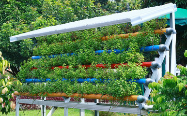 Growing plants using a hydroponic system.