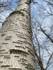 Birch tree