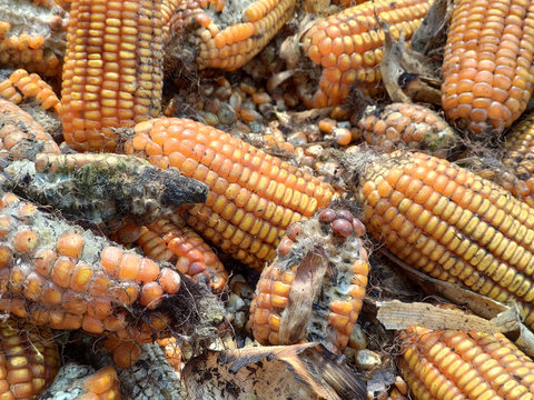corn rot,The fungi A. flavus and A. parasiticus producer of mycotoxin in corn used for food and animal feed in storage.