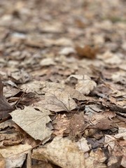 Fall leaves ground