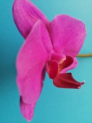 Fototapeta premium purple Orchid on an isolated background