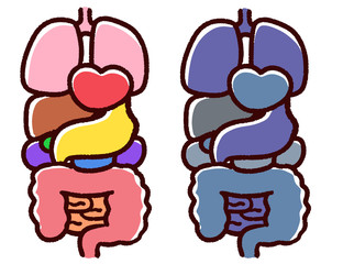 かわいい臓器、人体　セット