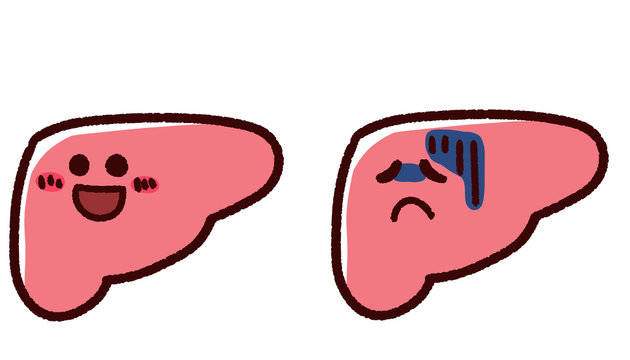 元気な肝臓 の画像 765 件の Stock 写真 ベクターおよびビデオ Adobe Stock
