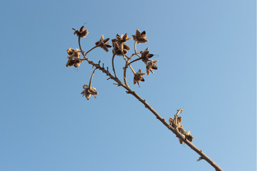 Flor de arbol de casahuate