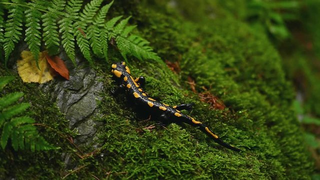 Fire salamander in the natural environment, close up, autumn habitat, Salamandra salamandra