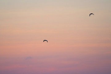 Flying Gal√°pagos Petrels