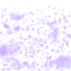 Violet flower petals falling down. Wondrous romant