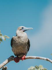 Red-footed Booby bird
