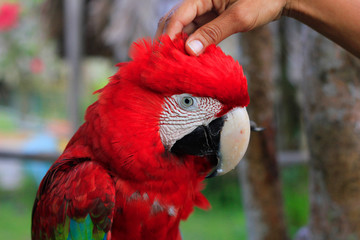 Una guacamaya roja con verde es acariciada por una persona  © Yaikel Dorta
