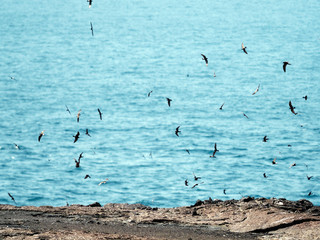 Flying Gal√°pagos Petrels