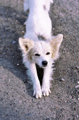 Naklejka na ściany i meble Cute white dog with brown eyes on grey background