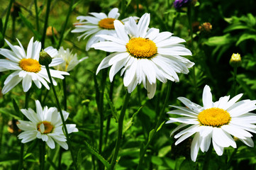 Fototapeta premium A white daisies on green grass background