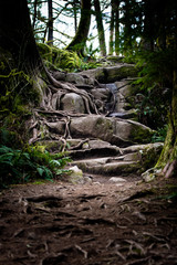 tree roots in the woods