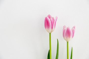 Obraz na płótnie Canvas Pink tulip flowers