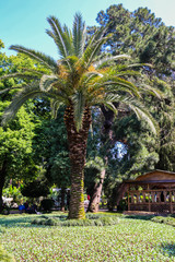 Fototapeta premium Beautiful date palm tree in Batumi boulevard, Georgia