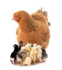 brahma chicken and chicks