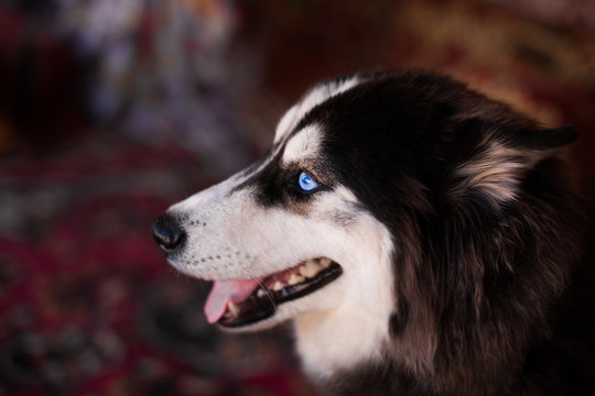 Husky With Blue Eyes Wallpaper