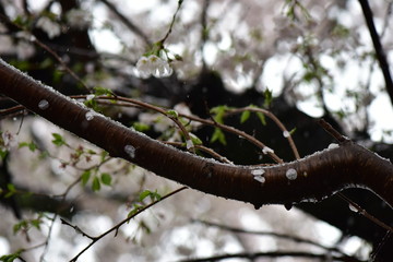桜の幹と雪