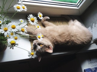 High Angle View Of Brown Cat By Flower Vase On Window Sill