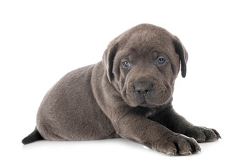puppy cane corso