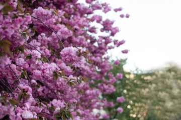 pink and beautiful sakura flowers, Japanese cherry blossomed.