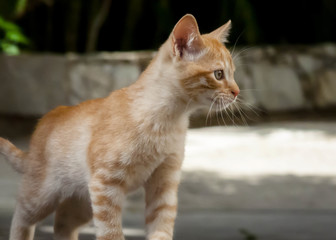 Fototapeta premium Un pequeño gato mira hacia uno de sus laterales