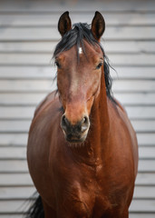 portrait of stunning orlov trotter horse in paddock near wooden shelter in daytime