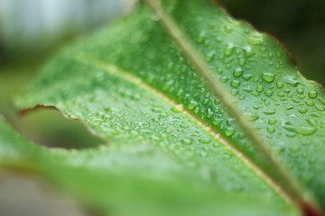 Detalle de las gotas de lluvia en una hoja de un árbol 