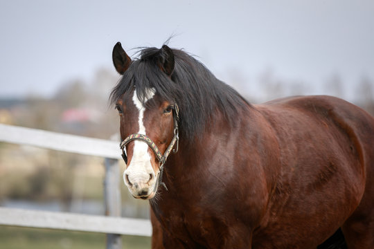 portrait of old draft mare horse in halter in wooden paddock in spring daytime