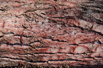 Bark texture background pattern crack old brown for design