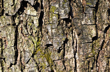 Bark texture background pattern crack old brown for design