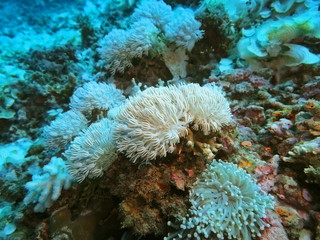 Naklejka na ściany i meble The amazing and mysterious underwater world of Indonesia, North Sulawesi, Manado, soft coral