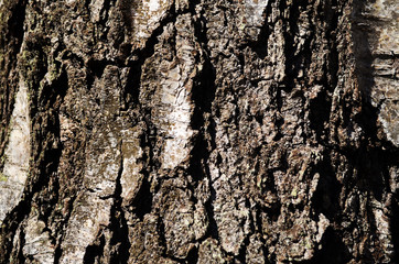 Bark texture background pattern crack old brown for design