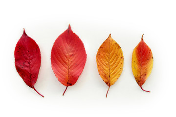紅葉