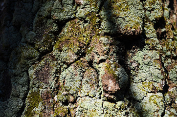 Bark texture background pattern crack old brown for design