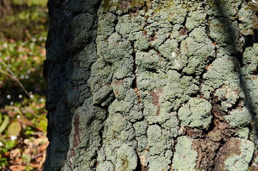 Bark texture background pattern crack old brown for design