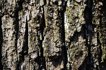 Bark texture background pattern crack old brown for design